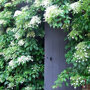 Hydrangea anomala 'Petiolaris'